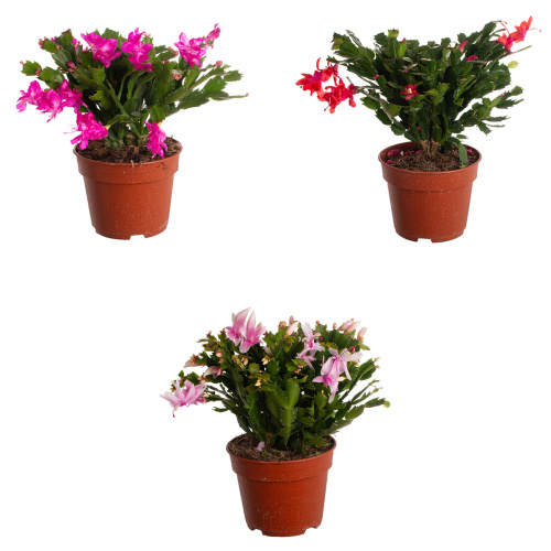 Шлюмбергера микс 35/17 см