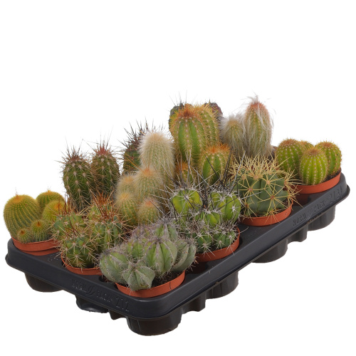 Кактус канариенс микс 10/8 см