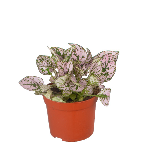 Гипоэстес пинк 15/8 см