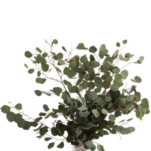 Эвкалипт популифолия Китай (банч)