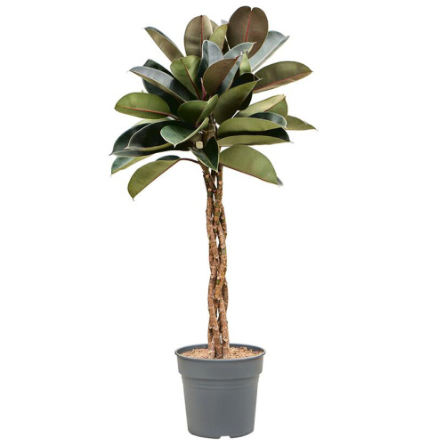 Фикус бургунди плетеный ствол 160/30 см