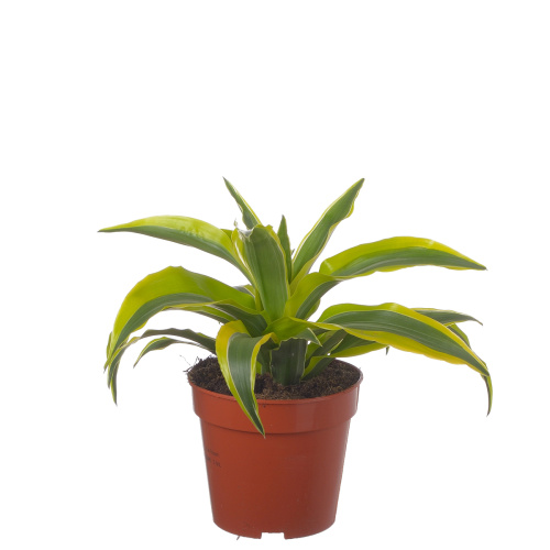 Драцена сюрпрайз 25/12 см