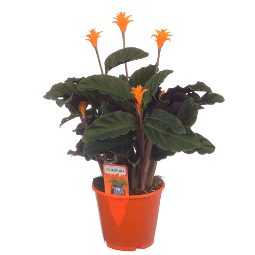 Калатея кроката 45/14 см