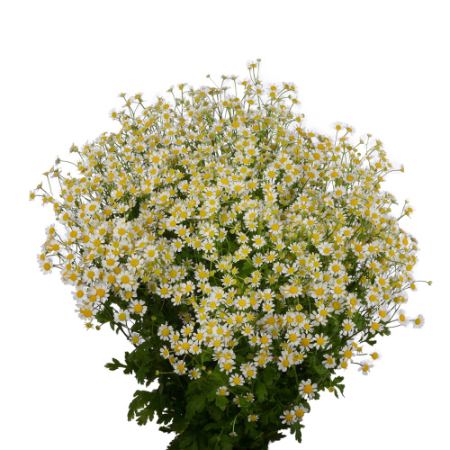 Матрекария сингл Вегмо (25 шт)