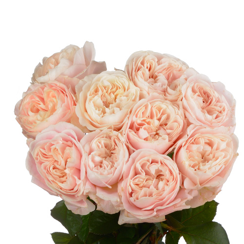 Шифон (10 шт) рм