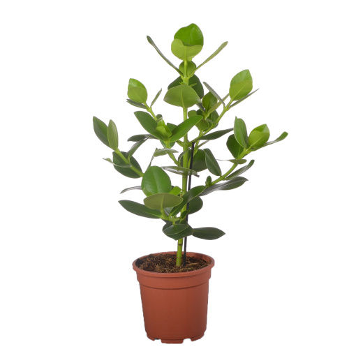 Клюзия розеа принцесс 55/17 см