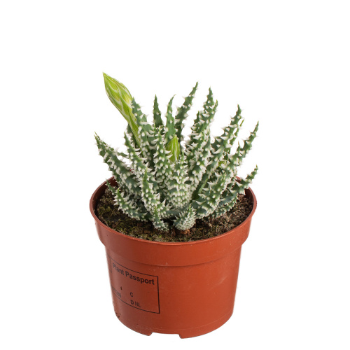 Алоэ хумилис 15/10 см