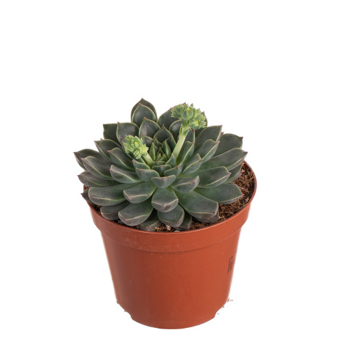 Эхиверия орион 10/8 см