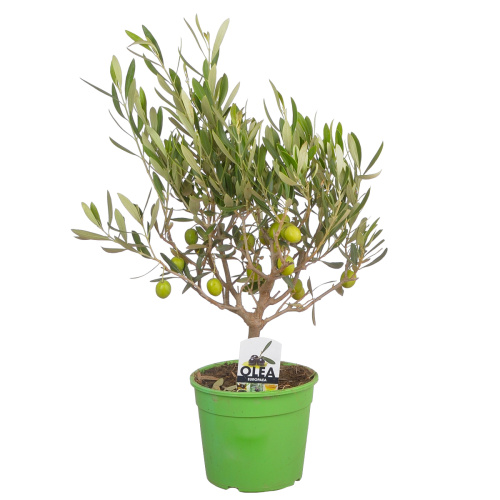 Олива 35/15 см