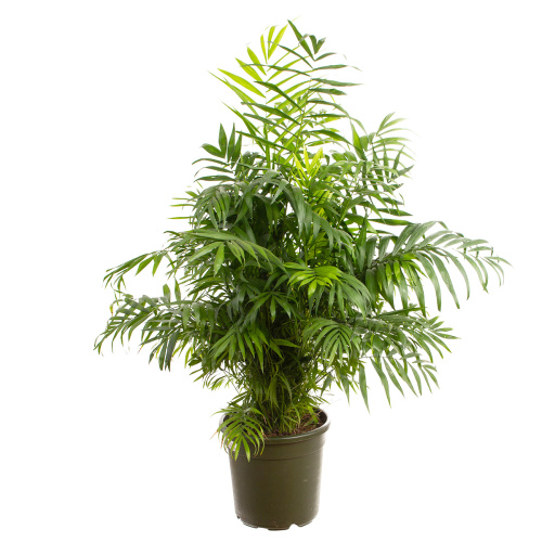 Хамедорея элеганс 110/30 см