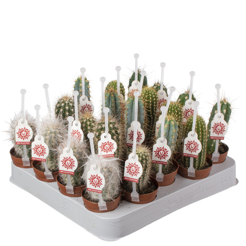 Кактус цереус с ручкой 10/5 см