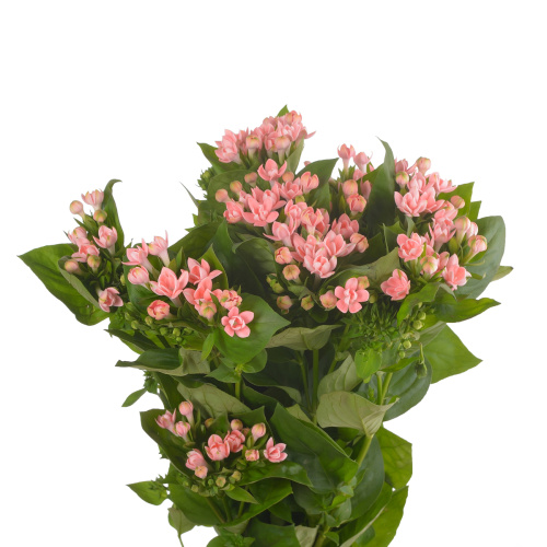 Бовардия (10 шт) разные цвета