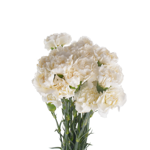 Гвоздика белая (25 шт)