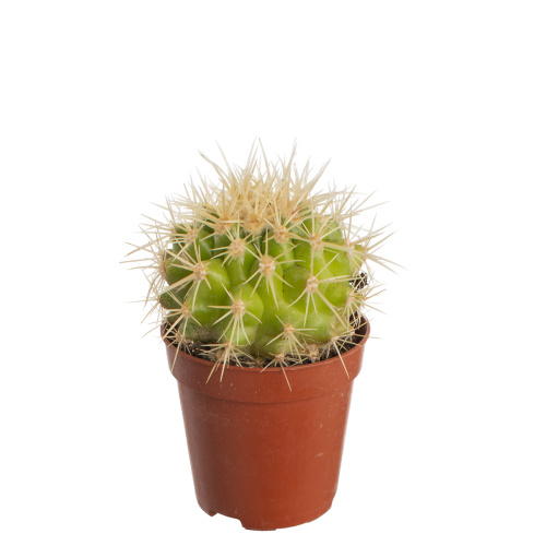 Кактус грузони рубриспинус 10/5 см