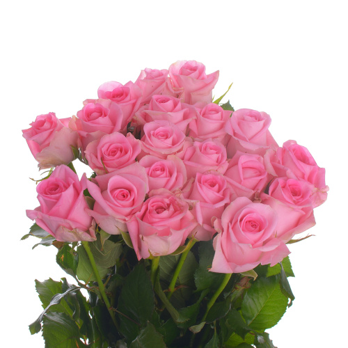 Ревайвал (20 шт) рм