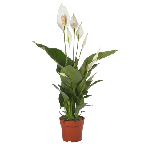 Спатифиллум свит рикардо 55/13 см