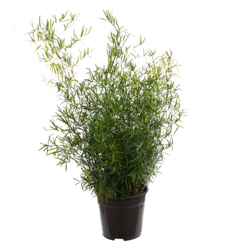 Аспарагус фалькатус 75/27 см