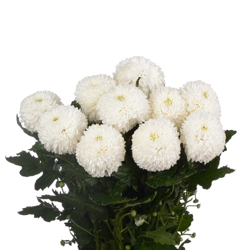 Супербол хризантема одноголовая (10 шт)