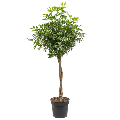 Шеффлера компакта плетеный ствол 175/35 см