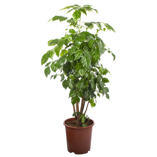 Радермахера 140/27 см