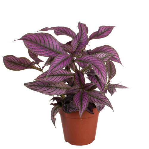 Стробилантес персиан шилд 20/12 см