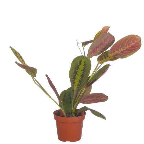 Маранта фасцинатор 40/12 см