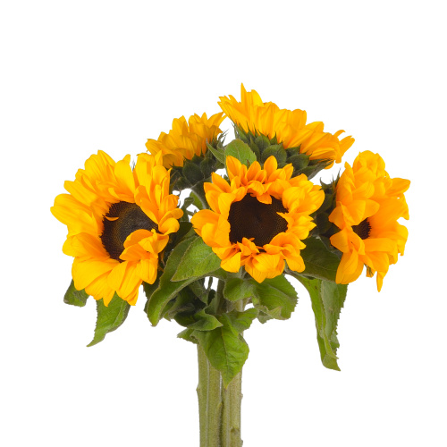 Гелиантус оранж файер (5 шт)