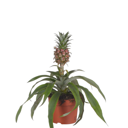 Ананас розита 30/9 см