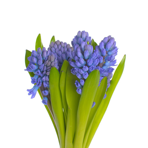 Гиацинт синий (5 шт)