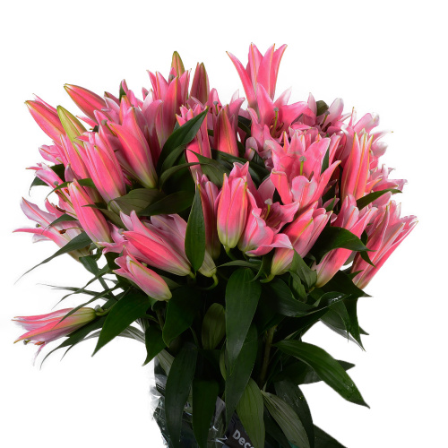 Лилия тейбл данс (5 шт)