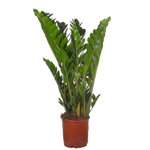 Замиокулкас 90/21 см