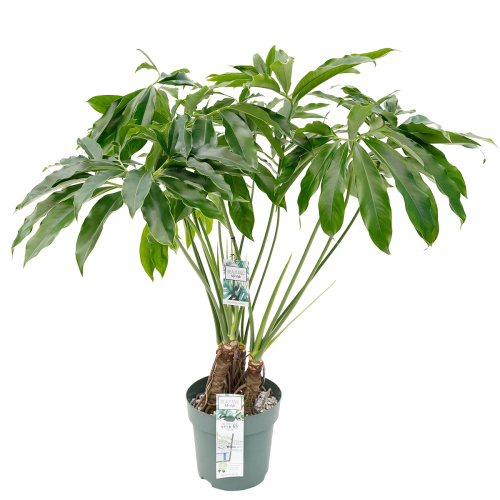 Филодендрон фан бан 110/24 см