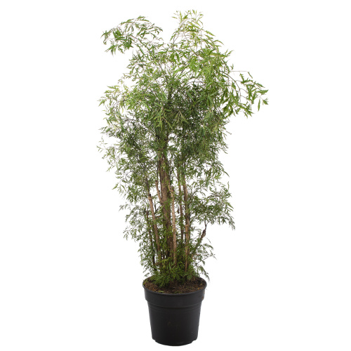 Полисциас фрутикоза 120/27 см