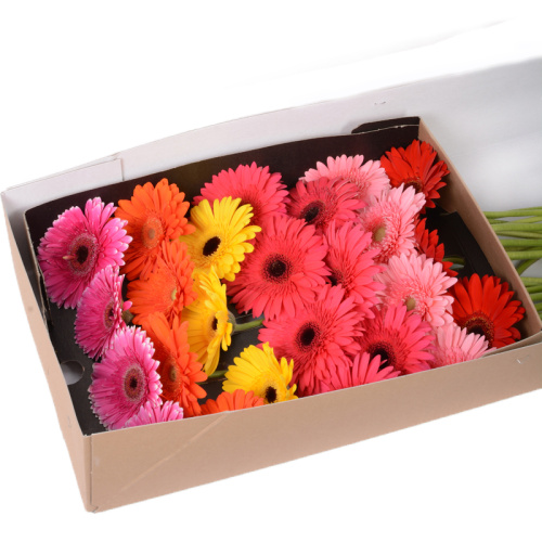 Гербера микс (25 шт)