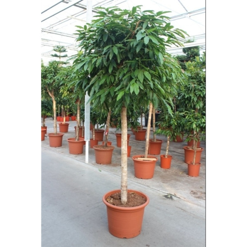 Фикус амстел кинг штамб 250/55 см