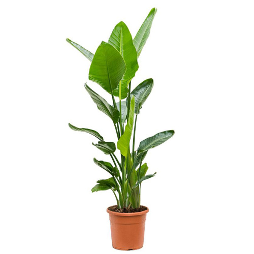 Стрелиция николай 130/24 см