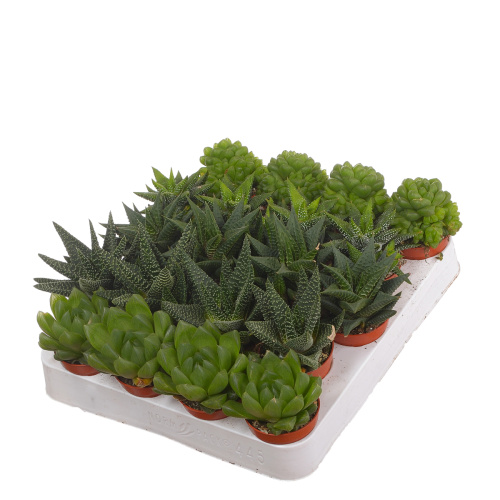 Хавортия микс 10/5 см