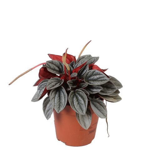 Пеперомия каперата 20/12 см