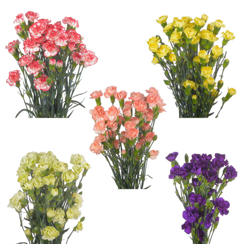 Гвоздика кустовая (10 шт) разные цвета