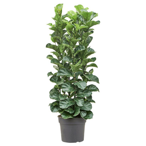 Фикус лирата 200/45 см