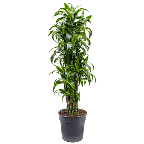 Драцена дорадо разветвленная 140/31 см