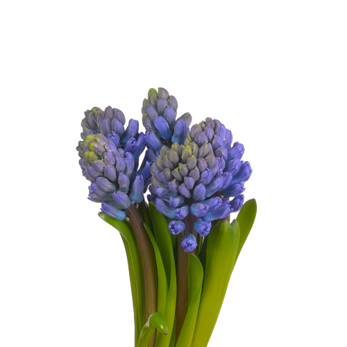 гиацинт делф блю (5 шт)