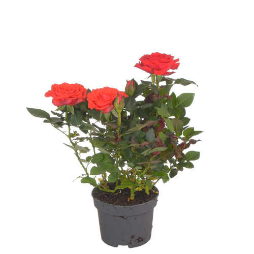 Роза кордана гранде мерседес 30/10 см