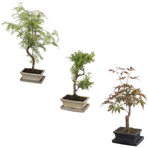 Бонсай микс 35/15 см