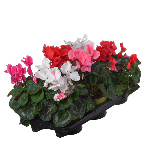 цикламен хэлиос карли 30/13 см