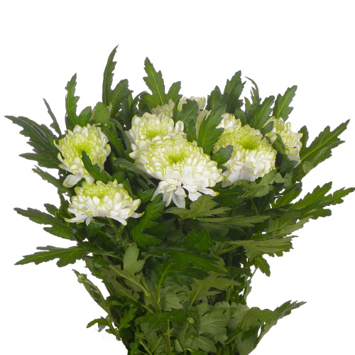 Зембла лайм одн. (10 шт)