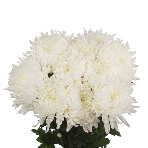 Скайстар хризантема одноголовая (10 шт)