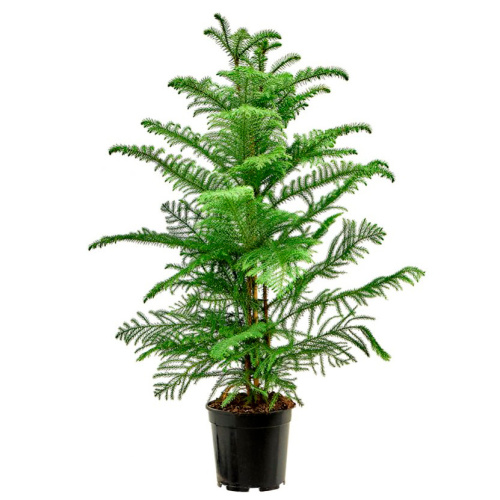 Араукария гетерофилла 100/21 см