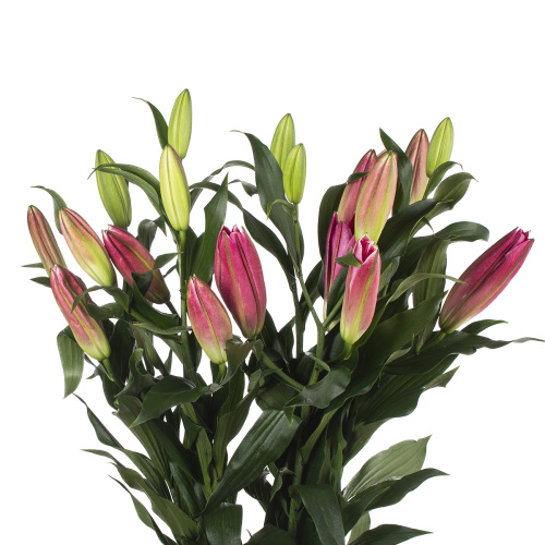 Лилия албарето (5 шт)