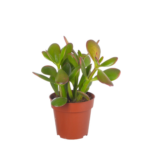 Крассула овата сансет 15/8 см